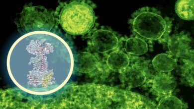 ai-maps-how-a-new-antibiotic-targets-gut-bacteria