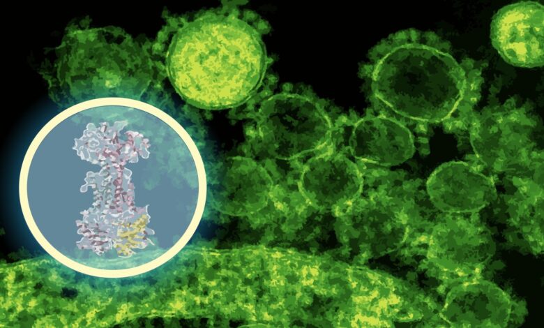 ai-maps-how-a-new-antibiotic-targets-gut-bacteria